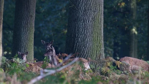 Fallow deer herd standing in the forest Stock Footage 99172929