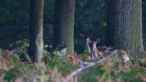 Fallow deer herd standing in the forest and look Stock Footage 99173162