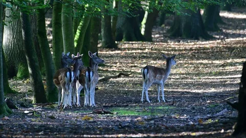 Fallow deer herd standing on the forest path Stock Footage 99173834