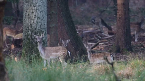 Fallow deer herd standing in the forest Video stock 99227068