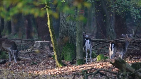 Fallow deer herd standing in the forest and search feed Stock Footage 99230144
