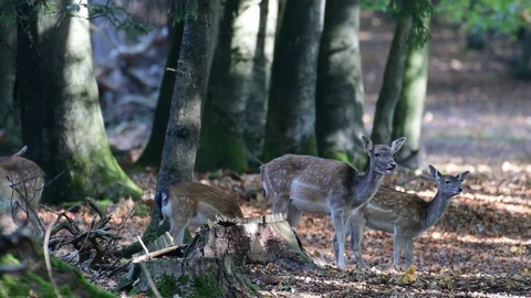 Fallow deer herd standing on the forest path Stock Footage 99233366