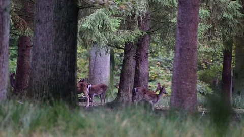 Fallow deer herd standing in the forest meadow, autumn Stock Footage 125799375