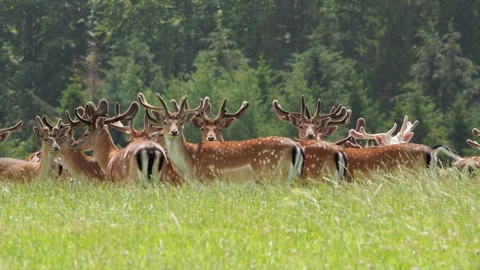 Fallow deer herd standing in a lush green meadow Stock Footage 338236667