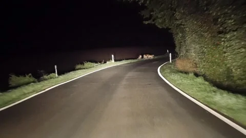 Fallow Deer Herd Stops on Road – 4K Dashcam Wildlife Stock-Footage 321508882