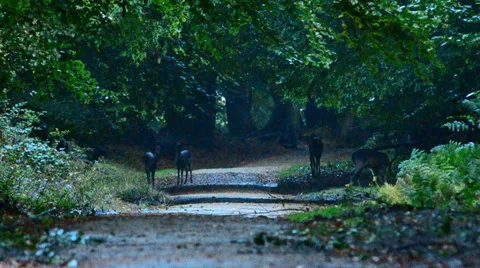 Fallow deer herd walk across path in forest Video stock 38038682