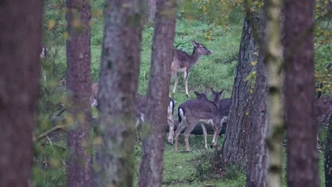 Fallow deer herd walking in the forest, autumn Stock Footage 138002898