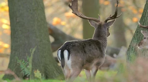 Fallow Deer hinds in harem during rut in autumn Stock Footage 57341162