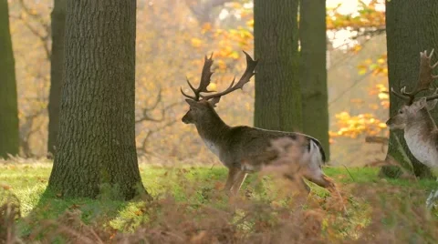 Fallow Deer hinds in harem during rut in autumn Stock Footage 57341302