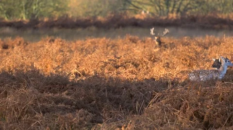 Fallow Deer hinds in harem during rut in autumn Stock Footage 57347733