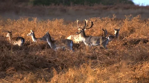 Fallow Deer hinds in harem during rut in autumn Stock Footage 57347908