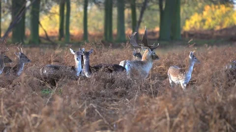 Fallow Deer hinds in harem during rut in autumn Stock Footage 57348127