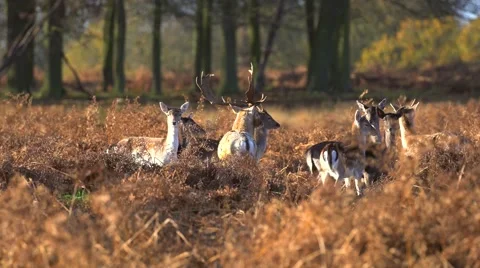 Fallow Deer hinds in harem during rut in autumn Stock Footage 57348200