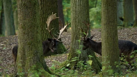 Fallow deer, howling in the forest during the Summer season Video stock 130852310