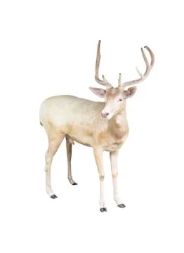 Fallow deer isolated Stock Photos