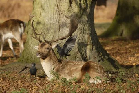 Fallow Deer with Jackdaw in mutual relationship Stock Photos
