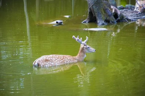 Fallow deer in the lake Stock Photos