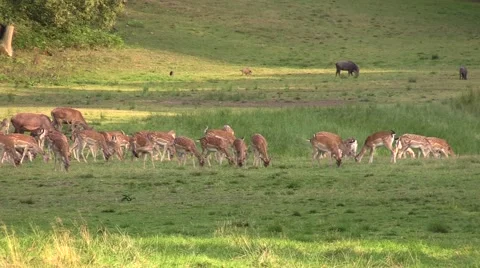 Fallow deer in large numbers grazing Stock Footage 54953151