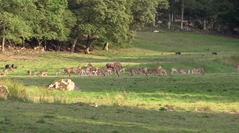 Fallow deer in large numbers on open grassland Stock Footage 55858388