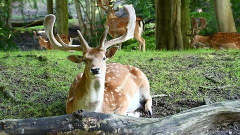 Fallow deer laying behind a tree trunk Stock Footage 135544741