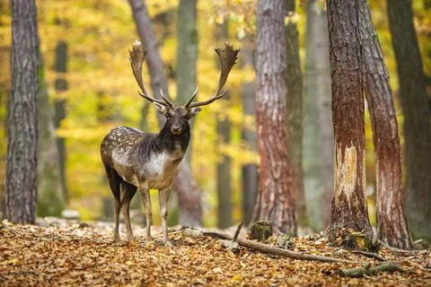 Fallow deer looking to the camera in forest in rutting season Stock Photos