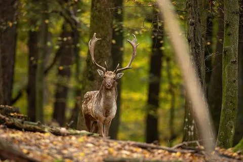 Fallow deer looking to the camera in forest in autumn Stock Photos