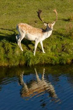 A fallow deer looking at camera, next to a river, refelction in the water, the Stock Photos