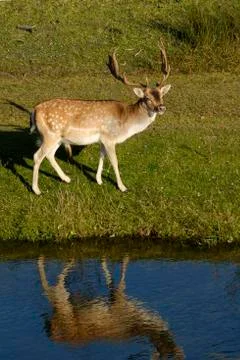 A fallow deer looking at camera, next to a river in the sun, the Netherlands Stock Photos