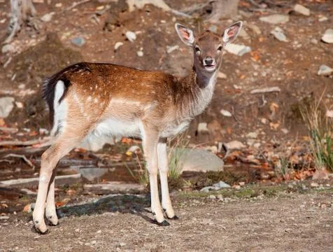 Fallow deer looking at the camera Stock Photos