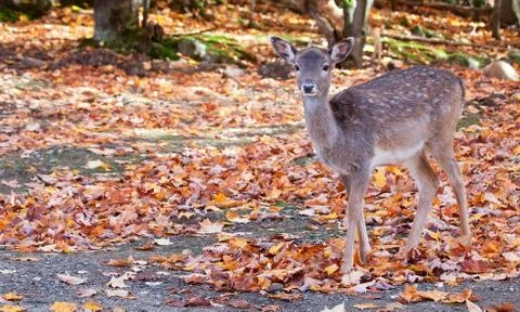 Fallow deer looking at the camera Stock Photos
