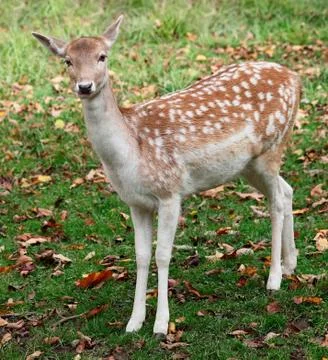 Fallow deer looking at the camera Stock Photos
