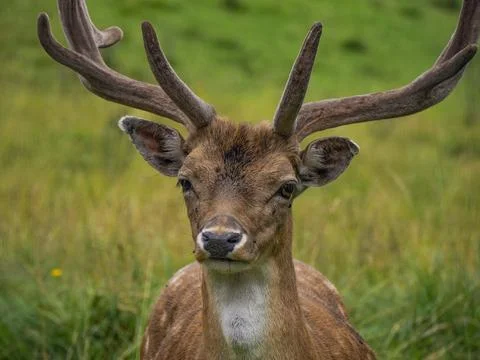 Fallow deer on looking at you the grass Stag with big antlers. Dama dama. Stock Photos