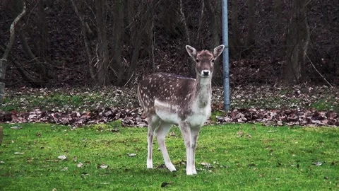 Fallow deer looks at the camera Video stock 145766551