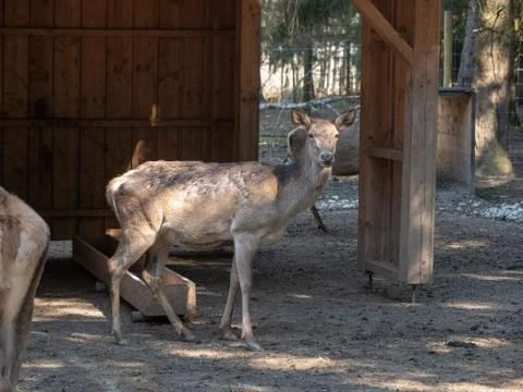 Fallow deer looks to the camera Foto stock