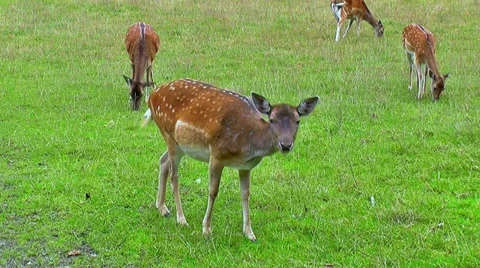Fallow Deer On Meadow Stock Footage 35000173