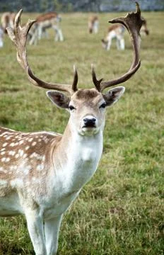 Fallow Deer on Meadow Stock Photos