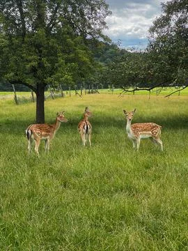 Fallow deer in a meadow with trees in the background Foto stock