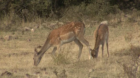 Fallow Deer in mountain forest Stock Footage 34306804