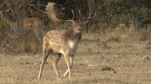 Fallow Deer in mountain forest Stock Footage 34306940