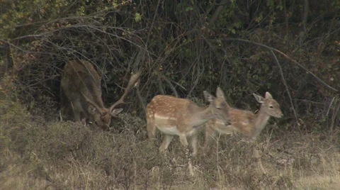 Fallow Deer in mountain forest Video stock 34307195