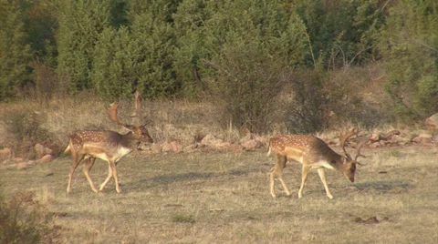 Fallow Deer in mountain forest Stock Footage 34307963