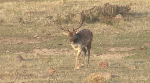 Fallow Deer in mountain forest Stock Footage 34308098