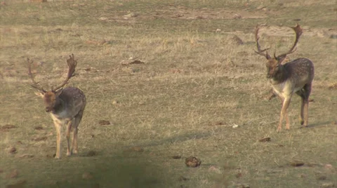 Fallow Deer in mountain forest Stock Footage 34308227