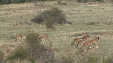 Fallow Deer in mountain forest Stock Footage 34308703