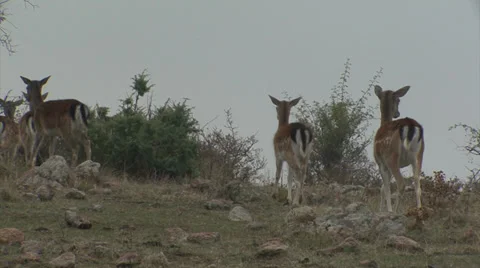 Fallow Deer in mountain forest Stock Footage 34308958