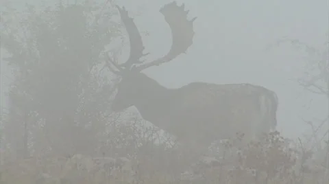 Fallow Deer in mountain forest Stock Footage 34309340