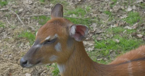 Fallow Deer on the Nature Close Up. Stock Footage 62677436