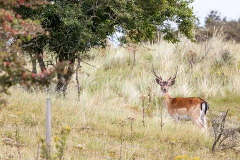 Fallow deer in nature Stock Photos