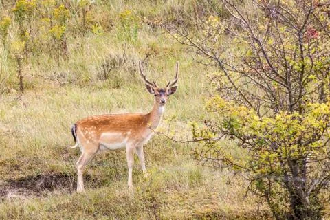Fallow deer in nature Stock Photos