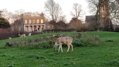 FALLOW DEER NIBBLING ON GRASS IN A CENTRAL LONDON PARK 4K UK Stock Footage 145358317